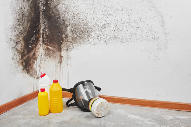 Best Home Mold Removal  in Lebanon, NH