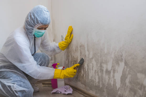 Best Residential Mold Removal  in Lebanon, NH