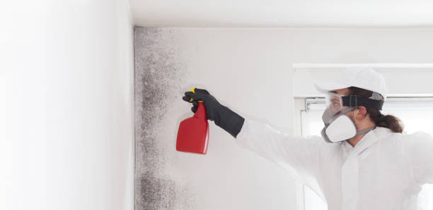 Best Black Mold Removal  in Lebanon, NH