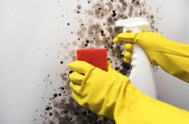 Best Mold Remediation  in Lebanon, NH