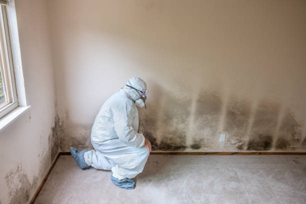 Certified Mold Removal in Lebanon, NH