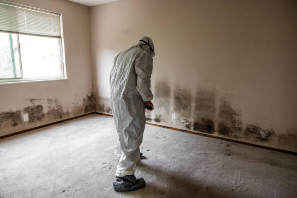 Best Mold Damage Repair  in Lebanon, NH