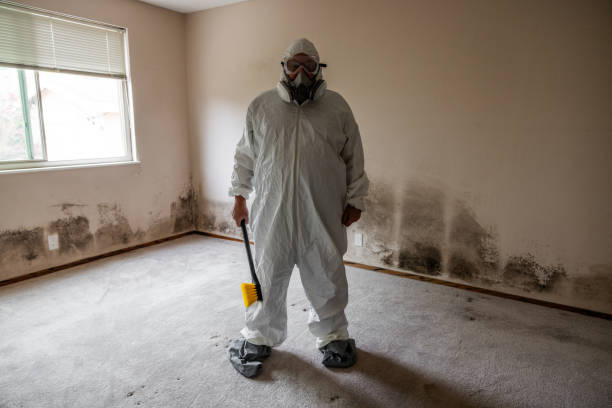 Best Mold Removal and Inspection  in Lebanon, NH