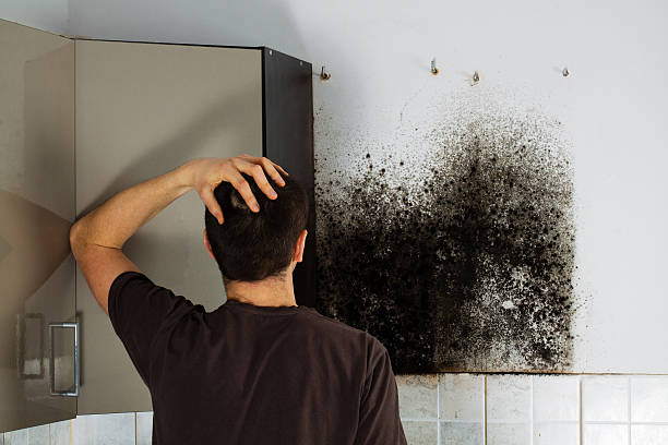 Best Mold Testing and Removal  in Lebanon, NH